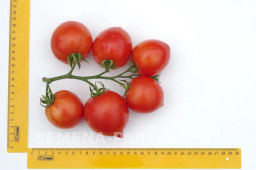 Томат Диадема - Партнер фото 4