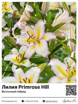 Лилия Primrose Hill (Восточный ориентальный гибрид)
