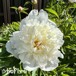 Пион Duchesse de Nemours - Bufl фото 2