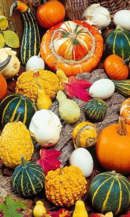 Тыква СКАЗКИ ШАХРЕЗАДЫ