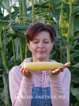 Кукуруза Саммер Свит - Партнер фото 5