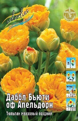 Тюльпан Даббл Бьюти оф Апельдорн 11/12 8шт (Колорлайн)