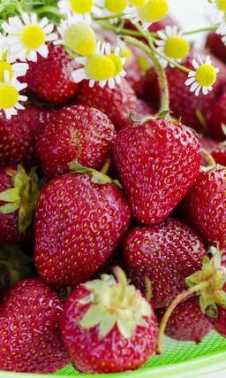 Земляника САНЬКИНА ЛЮБОВЬ Ремонтантная, крупноплодная! Хорошая зимостойкость! Вкус десертный с выраженной сладостью!