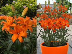 Лилия Скубиду