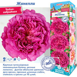Роза Жанелли (Чайно-гибридная) 1шт