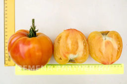 Томат Сокровище Инков - Партнер фото 4