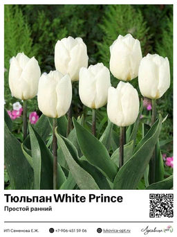 Тюльпан White Prince (Простой ранний)