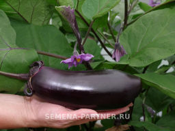 Баклажан Блэк Джек - Партнер фото 2