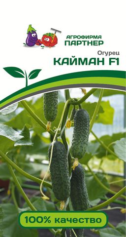 Огурец партенокарпический Кайман