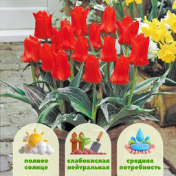 Тюльпан Ред Райдинг Худ