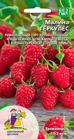 Малина ГЕРКУЛЕС Ремнтантная! Крупноплодная! Ягоды нежные, освежающего вкуса! Хорошо переносит суровые зимы!