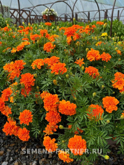 Бархатцы отклоненные Чиаро Танжерине - Партнер фото 5
