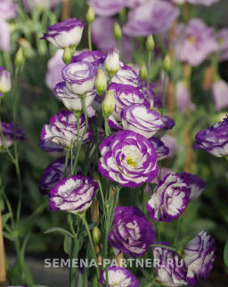 Эустома срезочная махровая голубая Принцесса Каролина - Партнер фото 4