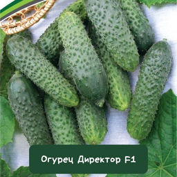 Огурец Директор F1