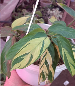 Ктенанта Голден мозаик в кашпо С2