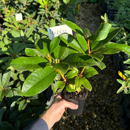 Рододендрон Черри Чизкейк