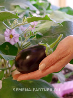 Баклажан Патрик - Партнер фото 3