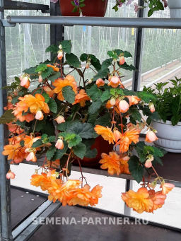 Бегония клубневидная ампельная махровая Голден Глори - Партнер фото 5