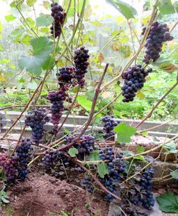 Виноград Пальмира  (2х летний)