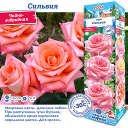 Роза Сильвия (Чайно-гибридная) 1шт