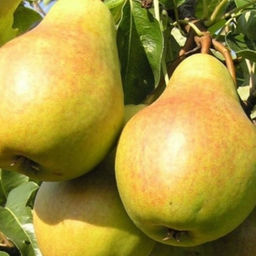 Груша Велес (саженец с этикеткой) 1шт