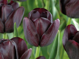 Тюльпан Cafe Noir (Кафе Нуар) - Долина роз фото 3