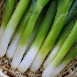 5035D Лук батун Лонг Токио 1гр