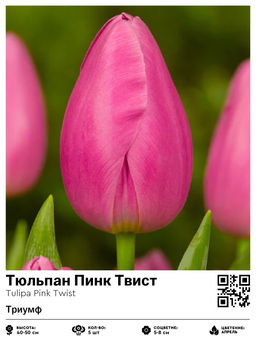 Тюльпан Pink Twist (Триумф) - Голландские луковицы фото 2