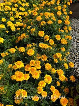 Бархатцы отклоненные Бонанза Голд - Партнер фото 5