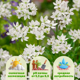 Лук декоративный неаполитанский 10шт - Долина роз фото 2