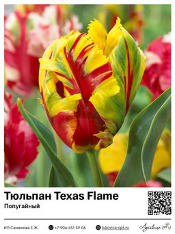 Тюльпан Texas Flame (Попугайный)