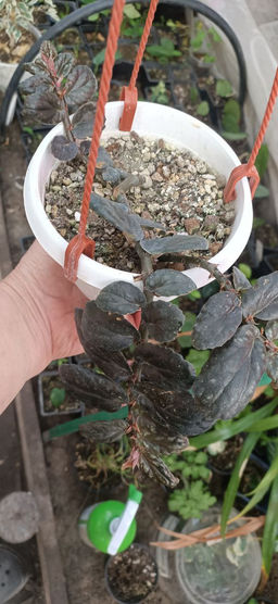 Пеллиония Браун в кашпо