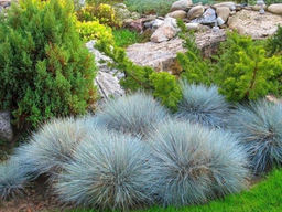 Овсяница сизая