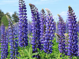 Люпин Говернор - Долина роз фото 3