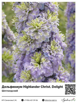 Дельфиниум Highlander Christal Delight (Шотландский)