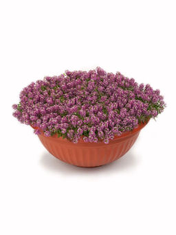 Алиссум морской Истер Боннет Дип Пинк - Партнер фото 6