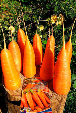 Морковь ШАНТЕНЭ РОЯЛ  Улучшенная вариация популярного типа! Корнеплоды ровные, не растрескиваются! - Уральский дачник фото 2
