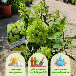 Гортензия метельчатая Панателла