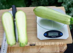 Кабачок Хьюго - Партнер фото 3