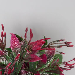 Искусственный цветок в горшке Птицемлечник, 8.5?18 см, МИКС