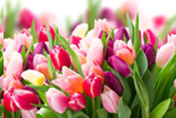 Блюдо прямоугольное глубокое 29,5х21 см / S445012C-HH326 /уп 12/