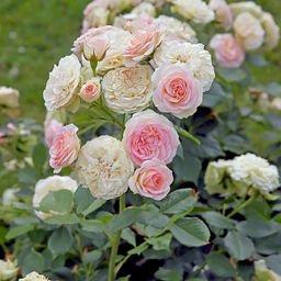 Роза Пастелла