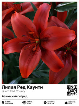 Лилия Red County (Азиатский гибрид) - Голландские луковицы фото 2