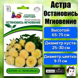 Астра китайская Остановись Мгновение - Партнер фото 2