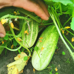 Огурцы Канадский Деликатес - Canadian Delicious Cucumber - Дом помидоров фото 2