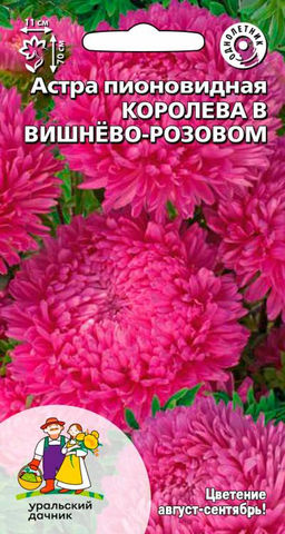 Астра КОРОЛЕВА В ВИШНЁВО-РОЗОВОМ  Тип пионовидная!