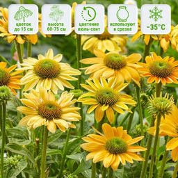 Эхинацея Меллоу Еллоу