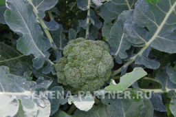 Капуста брокколи Фиеста - Партнер фото 2