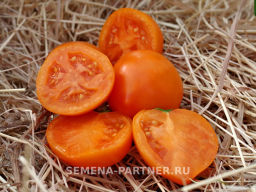 Томат Артистка - Партнер фото 6