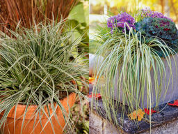 Осока пестролистная